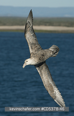 GIANT PETREL: Southern Giant Petrel (Macronectes giganteus) In flight, Coastal Argentina, NOVEMBER