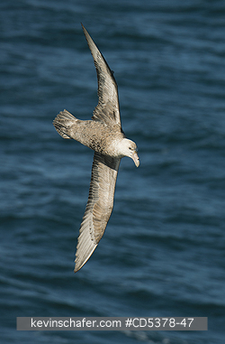 GIANT PETREL: Southern Giant Petrel (Macronectes giganteus)  In flight, Coastal Argentina, NOVEMBER