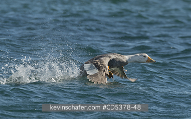 DUCK, STEAMER: Chubut or White-headed Flightless Steamer Duck (Tachyeres leucocephalus) Steaming,  Bahia Bustamante, Argentina