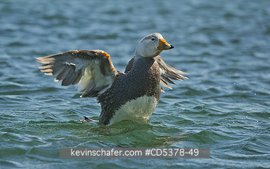 DUCK, STEAMER: Chubut or White-headed Flightless Steamer Duck (Tachyeres leucocephalus) Shaking wings,  Bahia Bustamante, Argentina, Patagonia