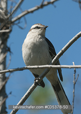 MOCKINGBIRD: Chalk-browed Mockingbird (Mimus saturninus)  Buenos Aires, Argentina
