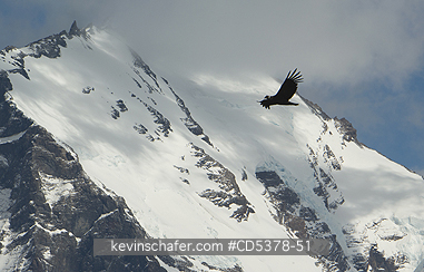 CONDOR, ANDEAN: Andean Condor (Vultur gryphus) Soaring over mountains, Torres del Paine National Park, Chile