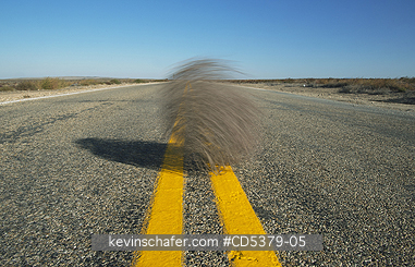 TUMBLEWEED, PLANT: Tumbleweed (Prickly Russian Thistle) (Salsola tragus) Blowing down highway, Idaho