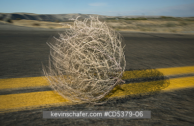 PLANT, TUMBLEWEED: Tumbleweed (Prickly Russian Thistle) (Salsola tragus) Blowing down highway, Idaho