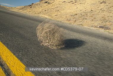 PLANT, TUMBLEWEED: Tumbleweed (Prickly Russian Thistle) (Salsola tragus) Blowing down highway, Idaho