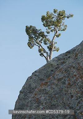 TREE: Utah Juniper (Juniperus osteosperma)  growing on granite cliff, City of Rocks National Reserve, Idaho