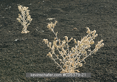 PLANT: Late summer annuals growing in cinders, Craters of the Moon National Monument, Idaho