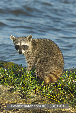 RACCOON, PYGMY: Pygmy Raccoon (Procyon pygmaeus) Endemic to Cozumel Island, Mexico : Critically endangered