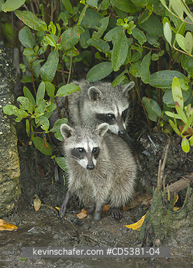 RACCOON, PYGMY: Pygmy Raccoon (Procyon pygmaeus) Endemic to Cozumel Island, Mexico : Critically Endangered