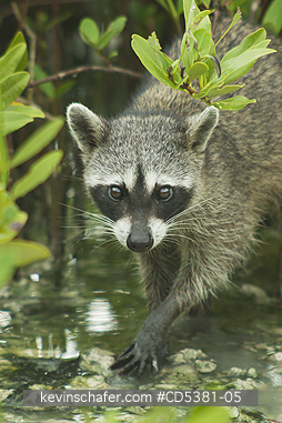 RACCOON, PYGMY: Pygmy Raccoon (Procyon pygmaeus) Endemic to Cozumel Island, Mexico : Critically Endangered