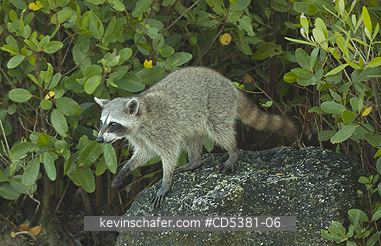RACCOON, PYGMY: Pygmy Raccoon (Procyon pygmaeus) Endemic to Cozumel Island, Mexico : Critically Endangered