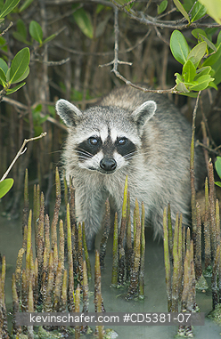 RACCOON, PYGMY: Pygmy Raccoon (Procyon pygmaeus) Endemic to Cozumel Island, Mexico : Critically Endangered