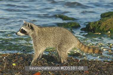 RACCOON, PYGMY: Pygmy Raccoon (Procyon pygmaeus) Endemic to Cozumel Island, Mexico : Critically Endangered