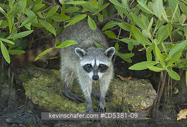 RACCOON, PYGMY: Pygmy Raccoon (Procyon pygmaeus) Endemic to Cozumel Island, Mexico : Critically Endangered