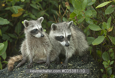 RACCOON, PYGMY: Pygmy Raccoon (Procyon pygmaeus) Endemic to Cozumel Island, Mexico : Critically Endangered