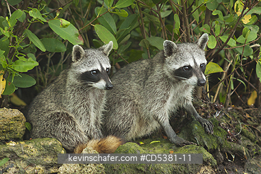 RACCOON, PYGMY: Pygmy Raccoon (Procyon pygmaeus) Endemic to Cozumel Island, Mexico : Critically Endangered