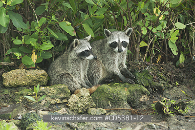 RACCOON, PYGMY: Pygmy Raccoon (Procyon pygmaeus) Endemic to Cozumel Island, Mexico : Critically Endangered
