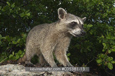 RACCOON, PYGMY: Pygmy Raccoon (Procyon pygmaeus) Endemic to Cozumel Island, Mexico : Critically Endangered