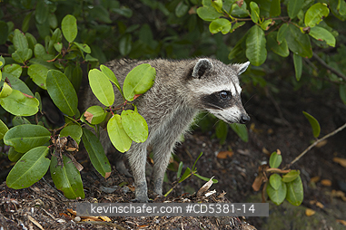 RACCOON, PYGMY: Pygmy Raccoon (Procyon pygmaeus) Endemic to Cozumel Island, Mexico : Critically Endangered