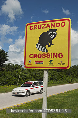 RACCOON, PYGMY: Pygmy Raccoon (Procyon pygmaeus) Endemic to Cozumel Island, Mexico : Critically Endangered