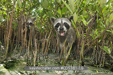 RACCOON, PYGMY: Pygmy Raccoon (Procyon pygmaeus) Endemic to Cozumel Island, Mexico : Critically Endangered