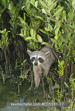 RACCOON, PYGMY: Pygmy Raccoon (Procyon pygmaeus) Endemic to Cozumel Island, Mexico : Critically Endangered