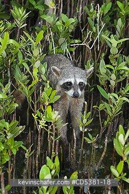 RACCOON, PYGMY: Pygmy Raccoon (Procyon pygmaeus) Endemic to Cozumel Island, Mexico : Critically Endangered