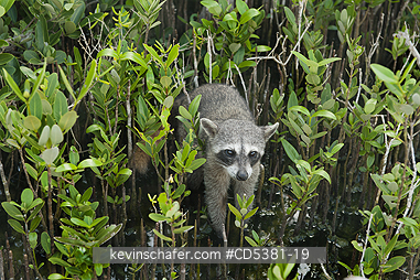 RACCOON, PYGMY: Pygmy Raccoon (Procyon pygmaeus) Endemic to Cozumel Island, Mexico : Critically Endangered