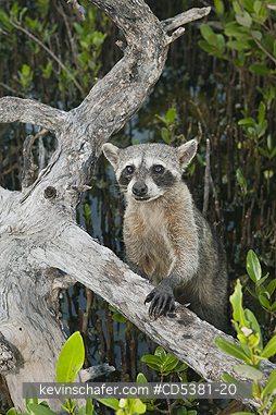 RACCOON, PYGMY: Pygmy Raccoon (Procyon pygmaeus) Endemic to Cozumel Island, Mexico : Critically Endangered