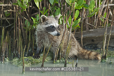 RACCOON, PYGMY: Pygmy Raccoon (Procyon pygmaeus) Endemic to Cozumel Island, Mexico : Critically Endangered