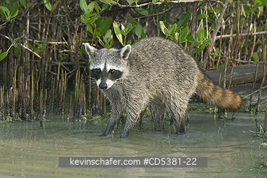 RACCOON, PYGMY: Pygmy Raccoon (Procyon pygmaeus) Endemic to Cozumel Island, Mexico : Critically Endangered