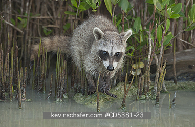 RACCOON, PYGMY: Pygmy Raccoon (Procyon pygmaeus) Endemic to Cozumel Island, Mexico : Critically Endangered