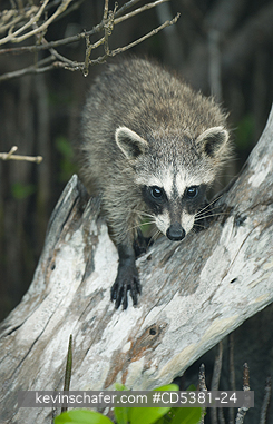 RACCOON, PYGMY: Pygmy Raccoon (Procyon pygmaeus) Endemic to Cozumel Island, Mexico : Critically Endangered