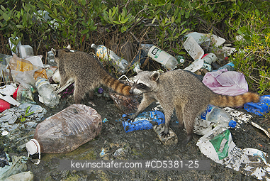 RACCOON, PYGMY: Pygmy Raccoon (Procyon pygmaeus) Endemic to Cozumel Island, Mexico : Critically Endangered - Foraging in garbage