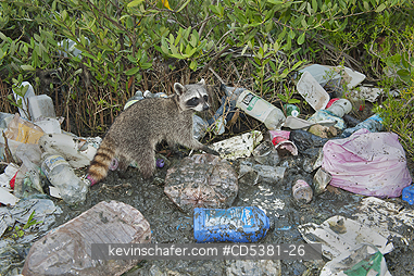 RACCOON, PYGMY: Pygmy Raccoon (Procyon pygmaeus) Endemic to Cozumel Island, Mexico : Critically Endangered - Foraging in garbage