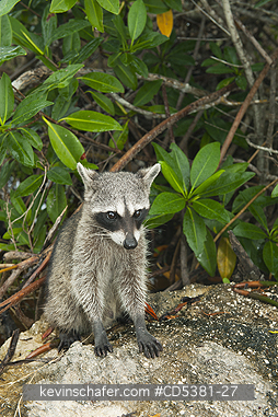 RACCOON, PYGMY: Pygmy Raccoon (Procyon pygmaeus) Endemic to Cozumel Island, Mexico : Critically Endangered