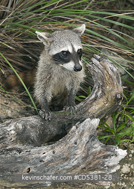 RACCOON, PYGMY: Pygmy Raccoon (Procyon pygmaeus) Endemic to Cozumel Island, Mexico : Critically Endangered