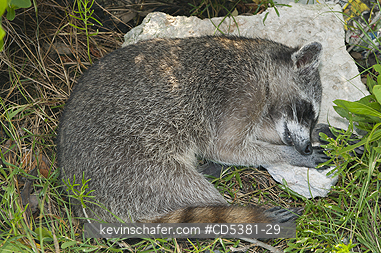 RACCOON, PYGMY: Pygmy Raccoon (Procyon pygmaeus) Endemic to Cozumel Island, Mexico : Critically Endangered