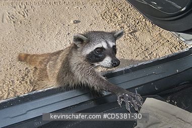 RACCOON, PYGMY: Pygmy Raccoon (Procyon pygmaeus) Endemic to Cozumel Island, Mexico : Critically Endangered : Stealing food from car.