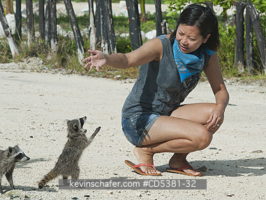 RACCOON, PYGMY: Pygmy Raccoon (Procyon pygmaeus) Endemic to Cozumel Island, Mexico : Critically Endangered, Begging for food