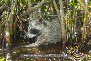 RACCOON, PYGMY: Pygmy Raccoon (Procyon pygmaeus) Endemic to Cozumel Island, Mexico : Critically Endangered