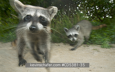 RACCOON, PYGMY: Pygmy Raccoon (Procyon pygmaeus) Endemic to Cozumel Island, Mexico : Critically Endangered