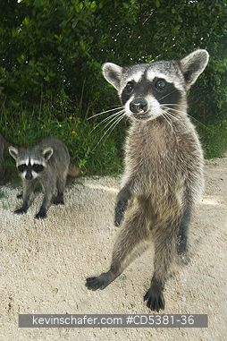 RACCOON, PYGMY: Pygmy Raccoon (Procyon pygmaeus) Endemic to Cozumel Island, Mexico : Critically Endangered