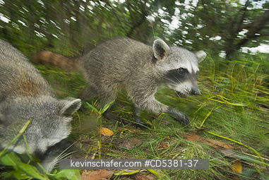 RACCOON, PYGMY: Pygmy Raccoon (Procyon pygmaeus) Endemic to Cozumel Island, Mexico : Critically Endangered