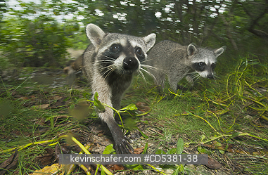 RACCOON, PYGMY: Pygmy Raccoon (Procyon pygmaeus) Endemic to Cozumel Island, Mexico : Critically Endangered