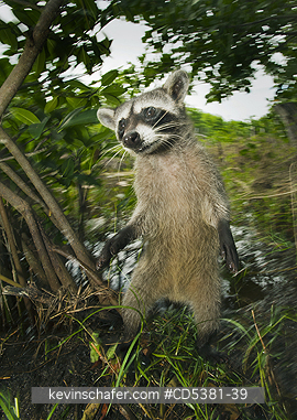 RACCOON, PYGMY: Pygmy Raccoon (Procyon pygmaeus) Endemic to Cozumel Island, Mexico : Critically Endangered