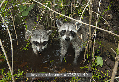 RACCOON, PYGMY: Pygmy Raccoon (Procyon pygmaeus) Endemic to Cozumel Island, Mexico : Critically Endangered