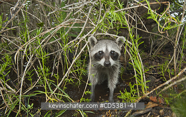 RACCOON, PYGMY: Pygmy Raccoon (Procyon pygmaeus) Endemic to Cozumel Island, Mexico : Critically Endangered