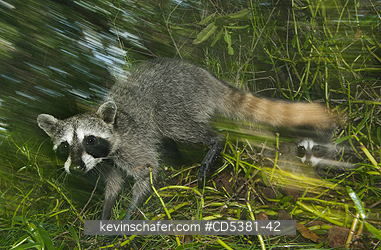 RACCOON, PYGMY: Pygmy Raccoon (Procyon pygmaeus) Endemic to Cozumel Island, Mexico : Critically Endangered