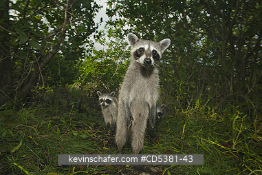 RACCOON, PYGMY: Pygmy Raccoon (Procyon pygmaeus) Endemic to Cozumel Island, Mexico : Critically Endangered
